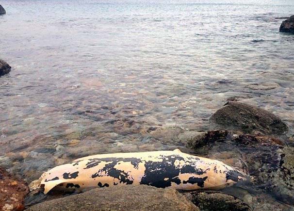 Νεκρή φάλαινα ξεβράστηκε στη Νάξο – ΦΩΤΟ