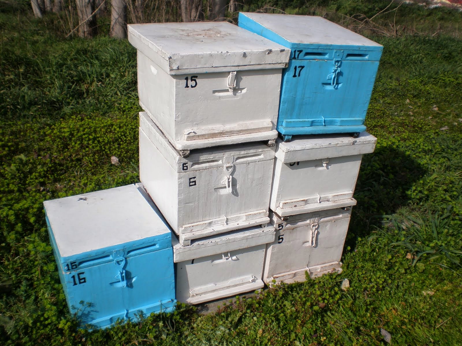 Έκλεβε μέλι για έξι χρόνια