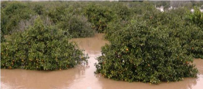 Ο Αλφειός “απειλεί” τις καλλιέργειες