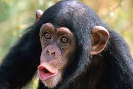 Και οι χιμπατζήδες μαθαίνουν ξένες γλώσσες