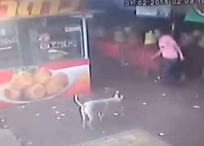 Η επίθεση στο αδέσποτο του … στοίχισε – ΒΙΝΤΕΟ