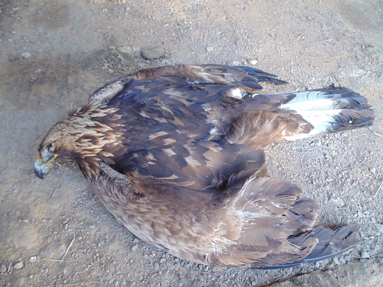 Δηλητηρίασαν χρυσαετό στην Κοζάνη – ΦΩΤΟ