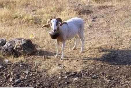 Κριάρι επιτέθηκε σε 80χρονη και την σκότωσε