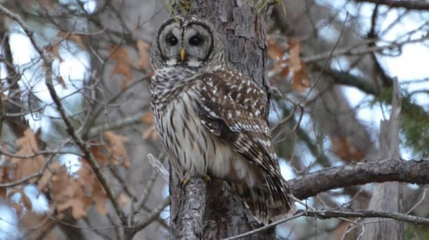 Μια… κουκουβάγια αναστατώνει το Όρεγκον