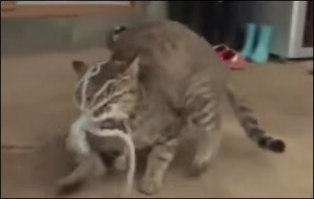 Χταπόδι “πνίγει” γάτα – ΒΙΝΤΕΟ