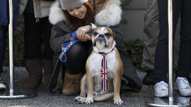 British bulldog wearing a Union Jack tie