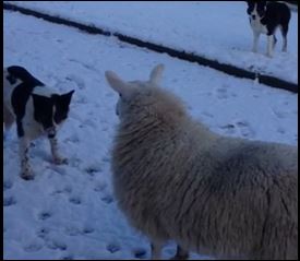 Το πρόβατο που ζει σαν σκύλος – ΒΙΝΤΕΟ