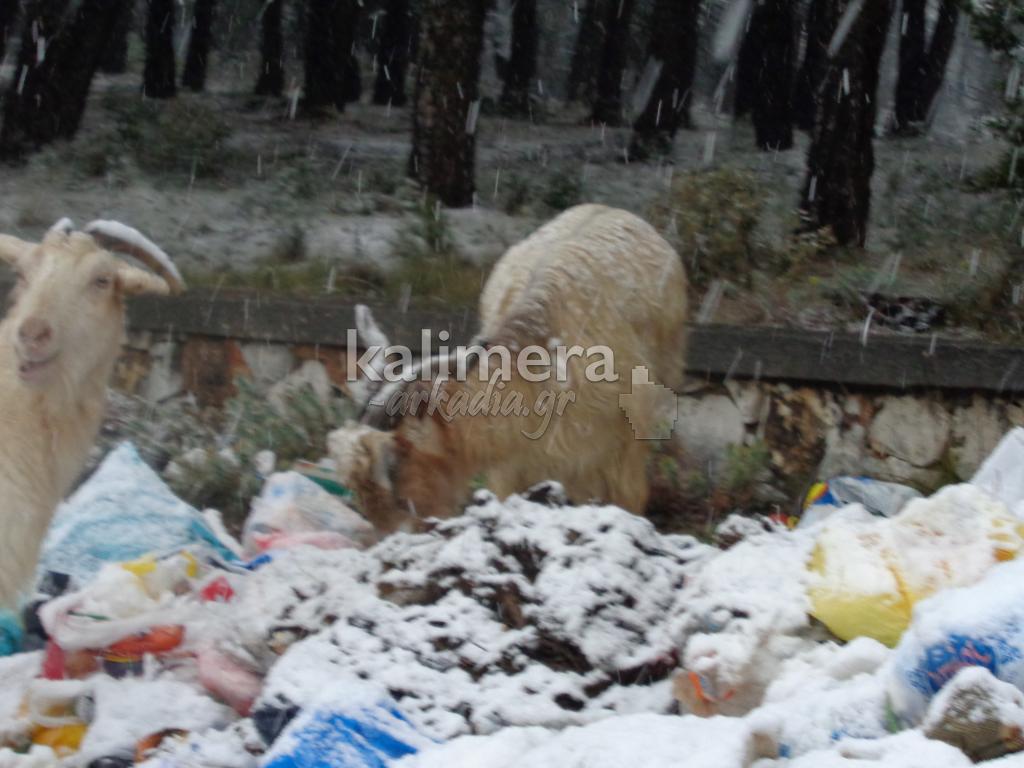 Τρίπολη – Σοκάρουν οι ΦΩΤΟ με ζώα που τρώνε σκουπίδια