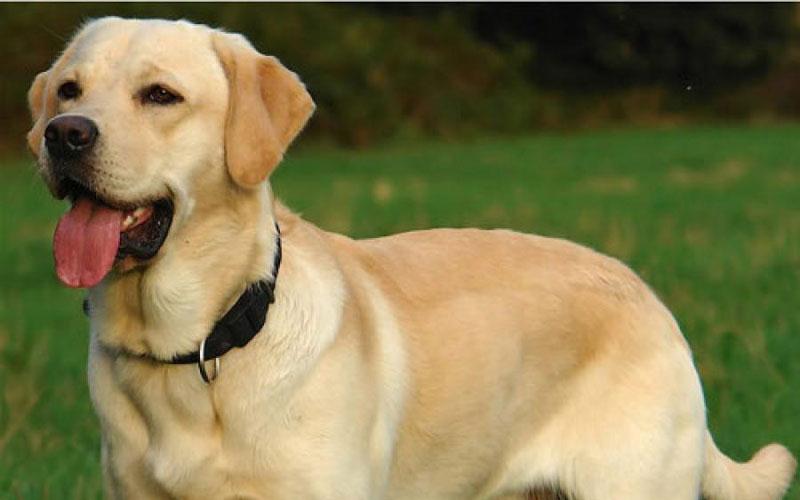 Έρευνα – Τι μπορούν να ξεχωρίσουν οι σκύλοι;