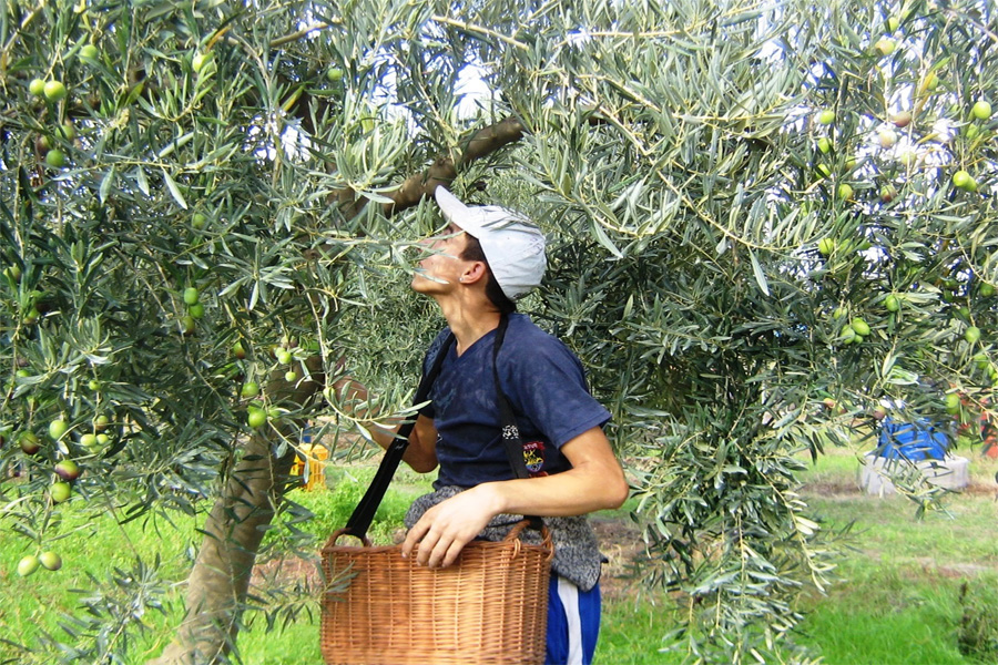 Έκλεβε ελιές από χωράφια για να βγάλει το λάδι της χρονιάς