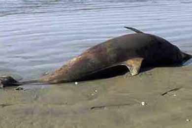 Νεκρό δελφίνι ξεβράστηκε στην Κρήτη