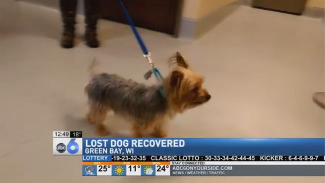 Σκυλάκι βρέθηκε 2.896 χιλιόμετρα μακριά από το σπίτι του – ΒΙΝΤΕΟ