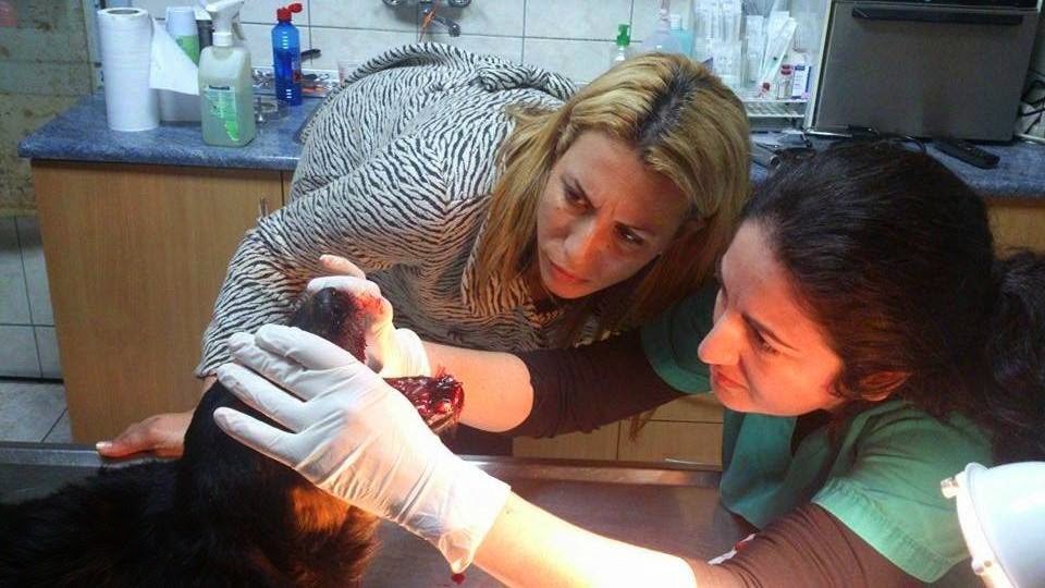 Κακοποίησαν σκύλο με φτυάρι – ΦΩΤΟ