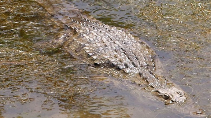 Ο Σήφης έγινε… τραγούδι – ΒΙΝΤΕΟ