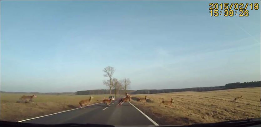 Φρέναραν για να περάσουν τα… ελάφια – ΒΙΝΤΕΟ