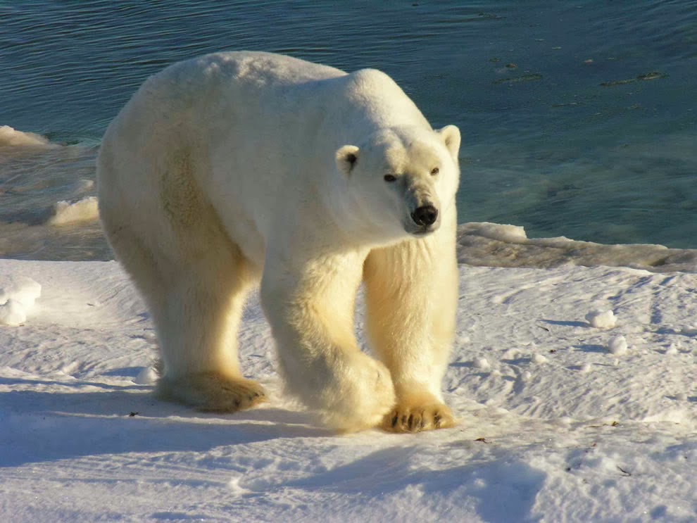 Πολική αρκούδα επιτέθηκε σε τουρίστα