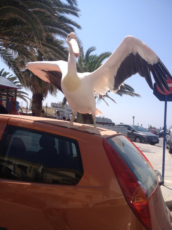 Έκανε strip show με πελεκάνο – ΦΩΤΟ