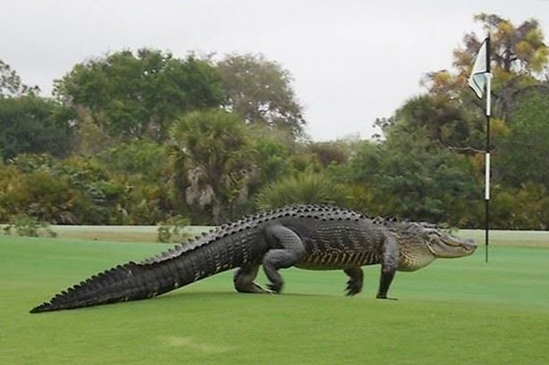 Αλιγάτορας εισέβαλε σε γήπεδο γκολφ – ΒΙΝΤΕΟ- ΦΩΤΟ