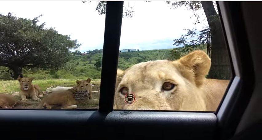 Λιοντάρι ανοίγει την πόρτα αυτοκινήτου με οικογένεια – ΒΙΝΤΕΟ