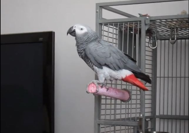 Ο παπαγάλος του… Τζέιμς Μποντ – ΒΙΝΤΕΟ