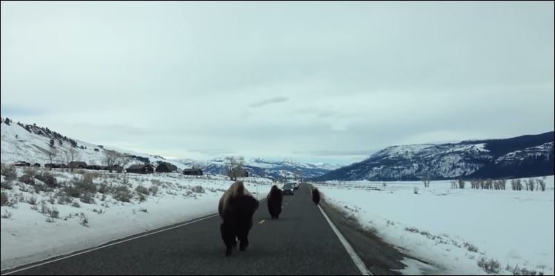 Βουβάλια επιτίθενται σε τουρίστες – ΒΙΝΤΕΟ
