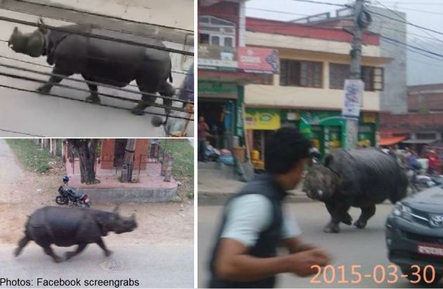 Ρινόκερος σκορπά τον τρόμο σε πόλη του Νεπάλ – ΒΙΝΤΕΟ