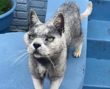 Είναι γάτα ή λύκος; – ΦΩΤΟ