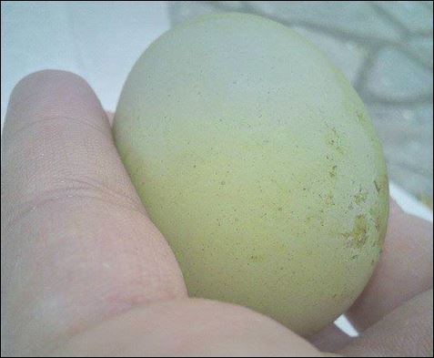 Κότες με πράσινα αυγά – ΦΩΤΟ