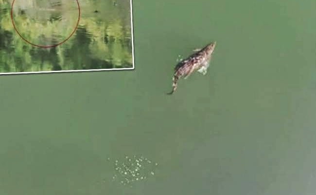 Εντοπίστηκε νεκρός ο Σήφης ο κροκόδειλος