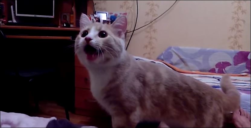 Γάτα σε ρόλο σκύλου – ΒΙΝΤΕΟ
