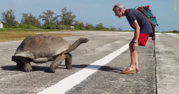 Διέκοψε χελώνες πάνω στο sex και τον… κυνήγησαν – ΒΙΝΤΕΟ