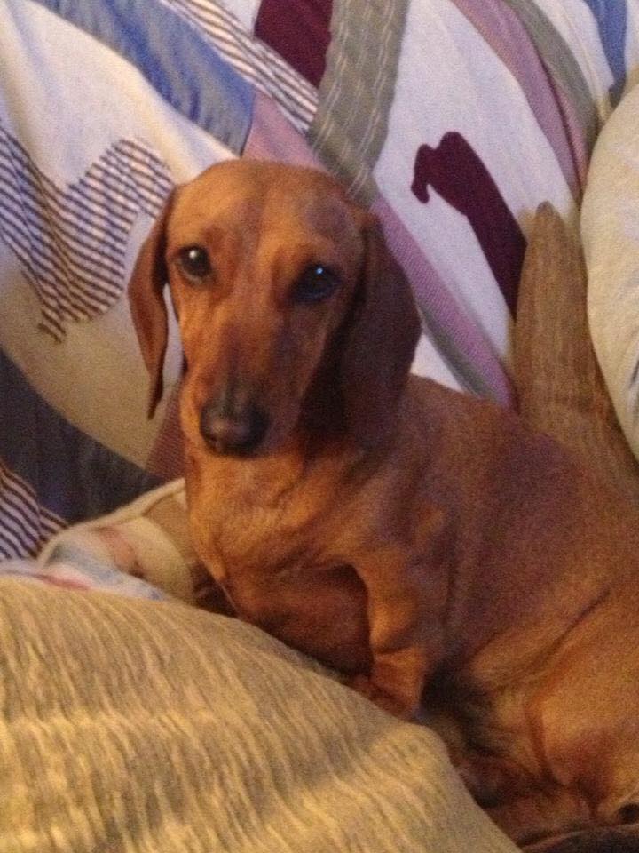 Χάθηκε η Μπιζού – ΦΩΤΟ