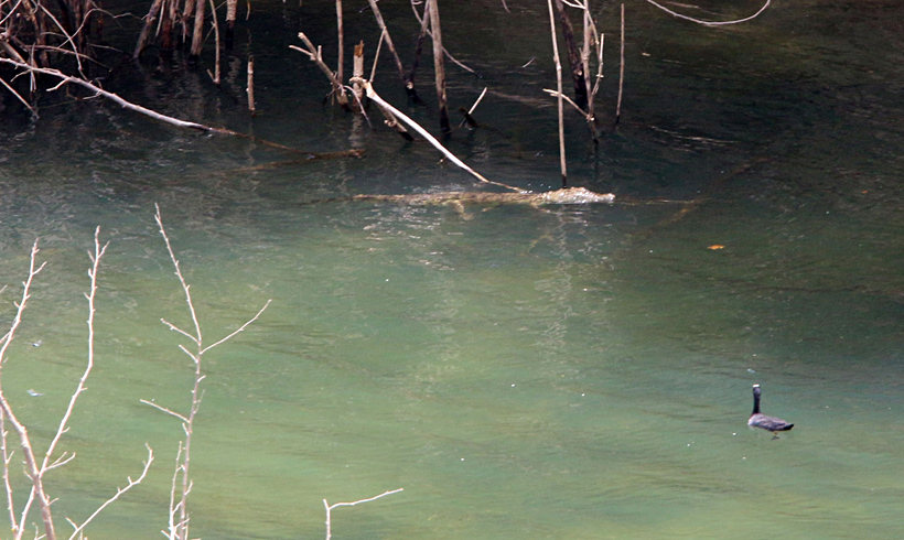Η εξέταση του Σήφη από την ομάδα που τον εντόπισε – ΒΙΝΤΕΟ