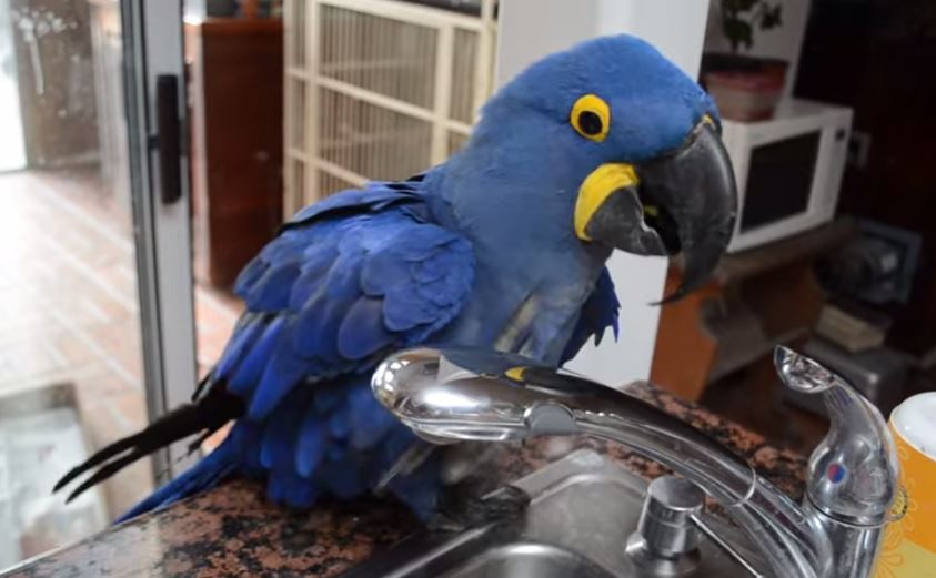 Ο παπαγάλος που κάνει μπάνιο στον… νεροχύτη – ΒΙΝΤΕΟ