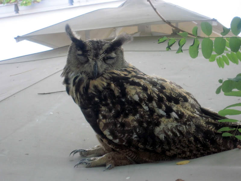 Ολλανδία – “Συνελήφθη” ο μπούφος – τρομοκράτης