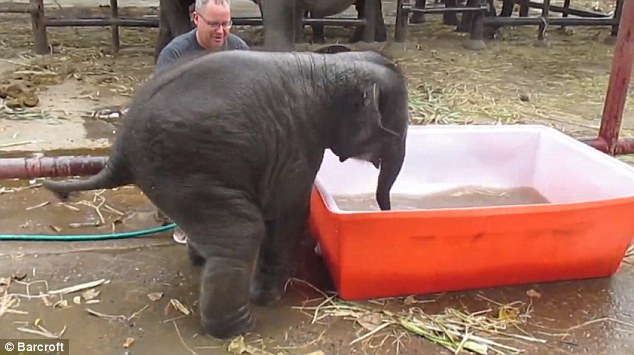 Χιουμοριστικό βίντεο με ελέφαντα να κάνει μπάνιο