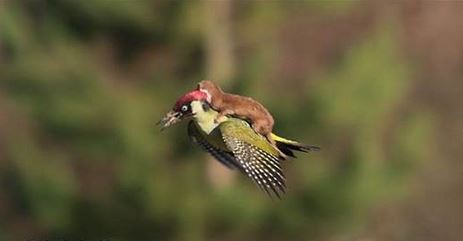 Χαμός στο Twitter με την πτήση νυφίτσας στην πλάτη δρυοκολάπτη – ΒΙΝΤΕΟ