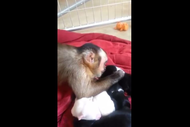 Μαϊμού φροντίζει νεογέννητα κουταβάκια – ΒΙΝΤΕΟ
