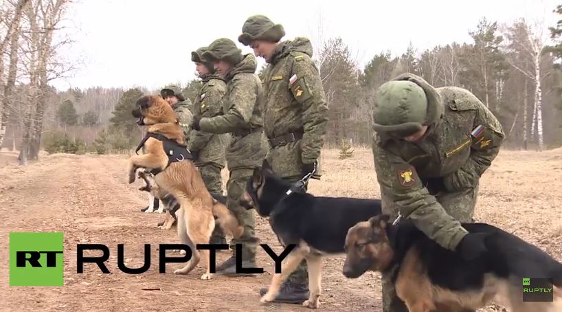 Η εκπαίδευση των σκύλων του ρωσικού στρατού – ΒΙΝΤΕΟ