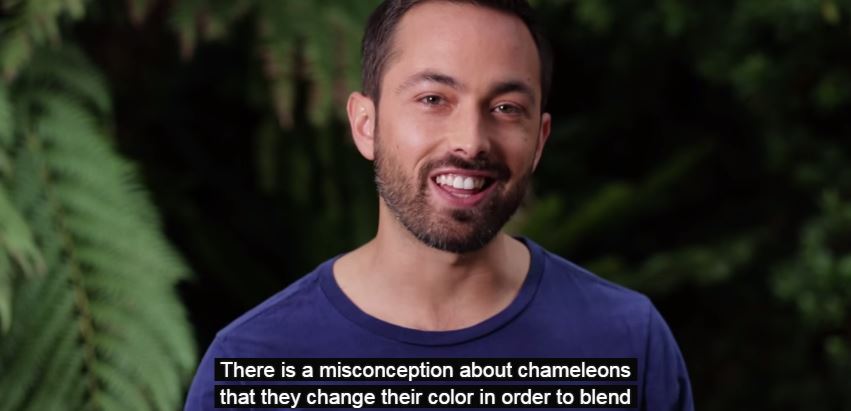 Πως και γιατί αλλάζουν χρώμα οι χαμαιλέοντες – ΒΙΝΤΕΟ