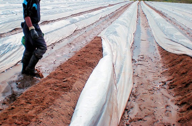 Σε απόγνωση οι παραγωγοί σπαραγγιών της Ξάνθης