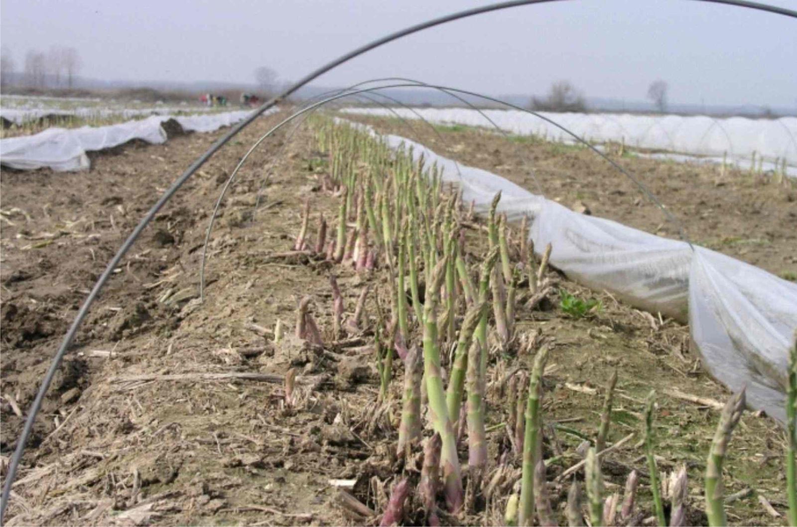 Ξάνθη – Ολοκληρωτική καταστροφή φοβούνται οι σπαραγγοπαραγωγοί