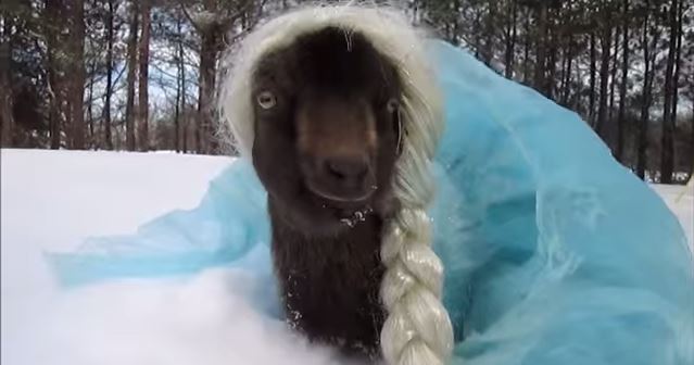 Εντυσαν κατσίκα σαν ηρωίδα της Disney – ΒΙΝΤΕΟ