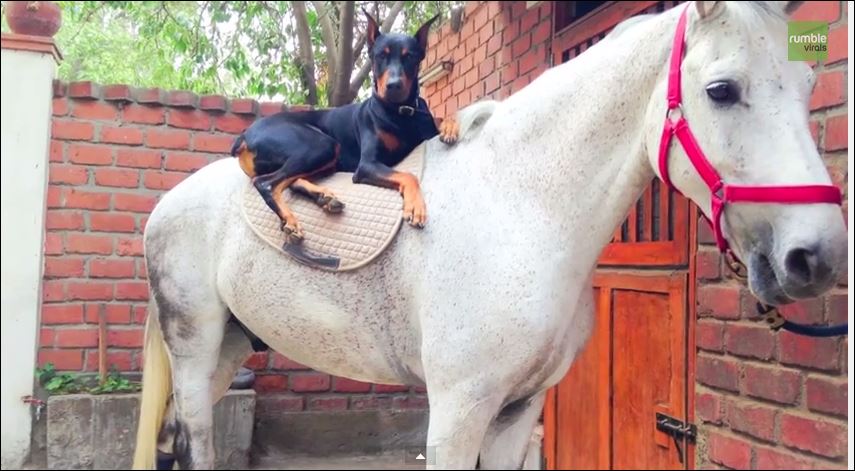 Συγκινεί η φιλία μεταξύ ενός ντόπερμαν και ενός αλόγου – ΒΙΝΤΕΟ