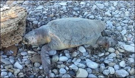 Ακόμα μια νεκρή χελώνα στην Κρήτη