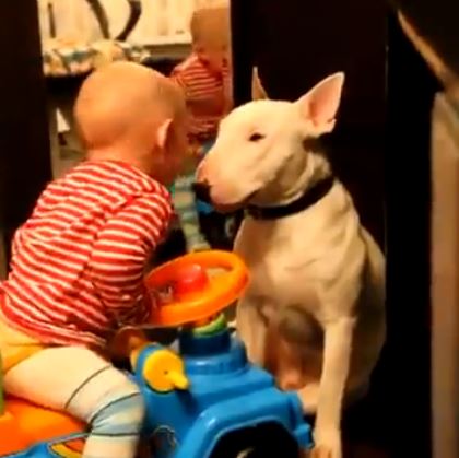 Ένας υπομονετικός… σκύλος – ΒΙΝΤΕΟ