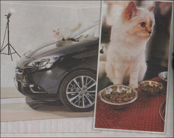 Οι φωτογραφίες αυτής της γάτας πληρώνονται σε… χρυσό -ΦΩΤΟ