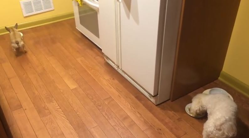 Το σκυλί που δεν μπορεί να τρώει μόνο του – ΒΙΝΤΕΟ