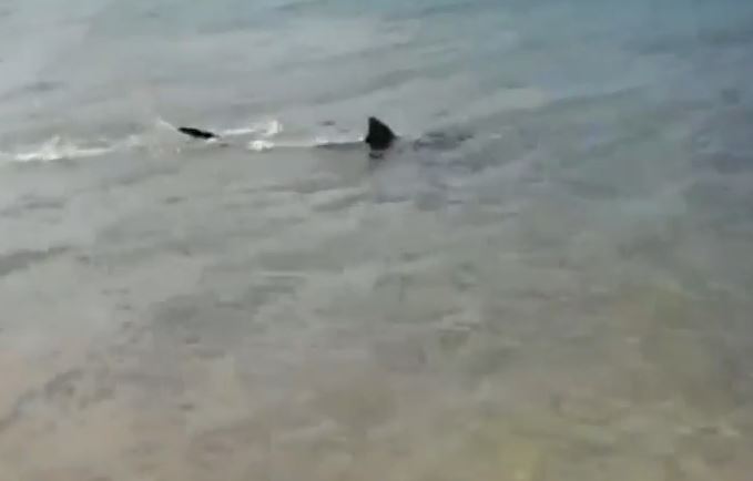 Ένας καρχαρίας… στα ρηχά – ΒΙΝΤΕΟ