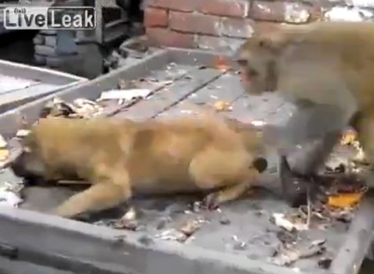 Η “επίθεση” της μαϊμούς σε… ένα κουτάβι – ΒΙΝΤΕΟ